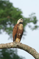 Black-collared Hawk